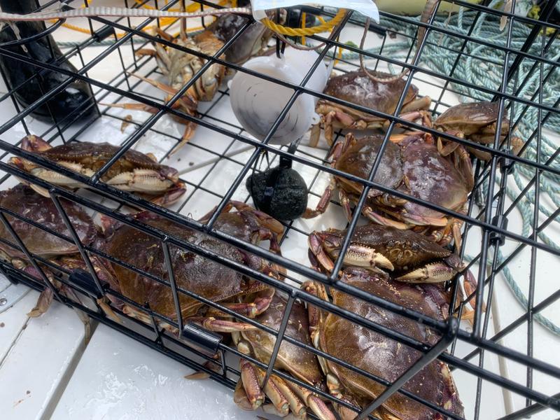 Crabs in wire cage.